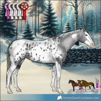 Horse Color:Black Splash Tobiano Appaloosa