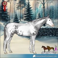 Horse Color:Black Splash Tobiano Appaloosa 