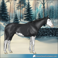 Horse Color:Black Splash 