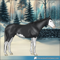 Horse Color:Black Splash 