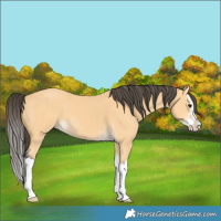 Horse Color:Buckskin Splash 