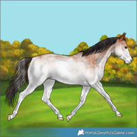 Horse Color:White Spotted Bay