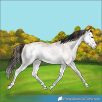Horse Color:White Spotted Bay Splash