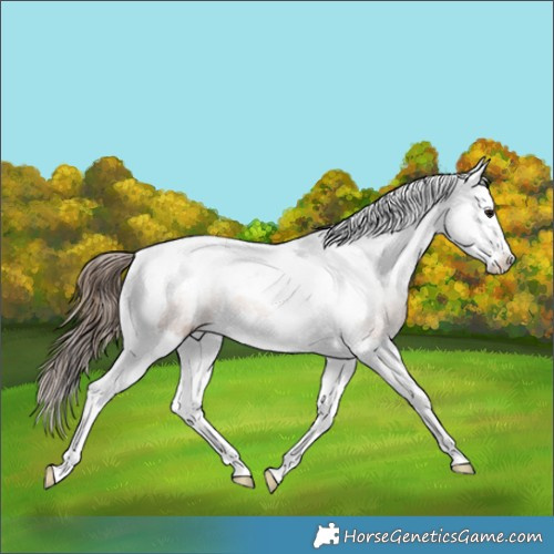 Horse Color:Bay Splash Tobiano Appaloosa 