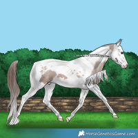 Horse Color:Bay Splash Tobiano Appaloosa 