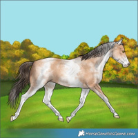Horse Color:White Spotted Amber Champagne 