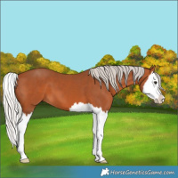 Horse Color:Silver Bay Splash 