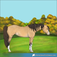 Horse Color:Buckskin Dun 