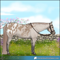 Horse Color:Liver Red Dun Appaloosa Brindle 
