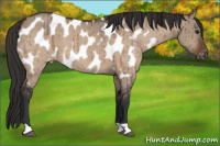 Horse Color:Brown Dun Appaloosa Brindle 