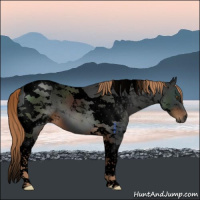 Horse Color:Gray Void Liver Chestnut Tobiano 