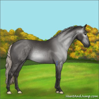 Horse Color:Gray Void Silver Black 