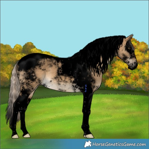 Horse Color:Void Chocolate Palomino Dun Splash Tobiano 