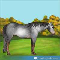 Horse Color:Gray Void Liver Chestnut