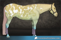 Horse Color:Watercolor Buckskin Dun Appaloosa Brindle 