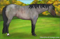 Horse Color:Brown Roan 