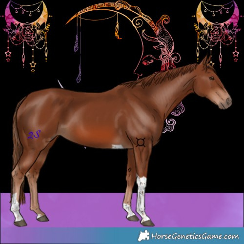 Horse Color:Chestnut Tobiano