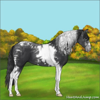 Horse Color:Black Tobiano 