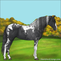 Horse Color:Black Sabino Tobiano