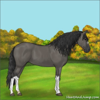 Horse Color:Grullo 