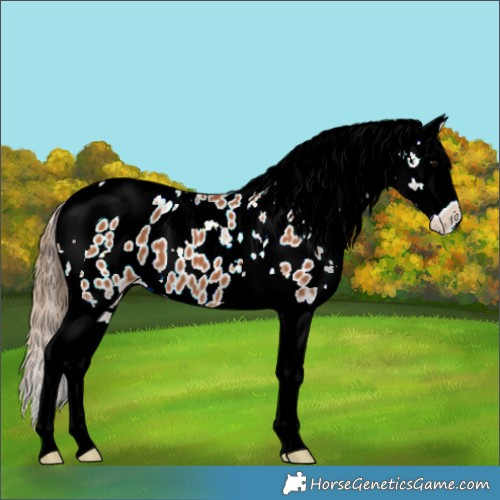 Horse Color:Bay Tobiano Appaloosa 