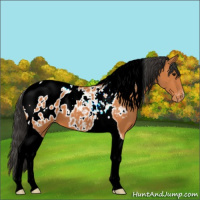 Horse Color:Bay Tobiano Appaloosa