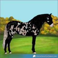 Horse Color:Bay Tobiano Near Leopard