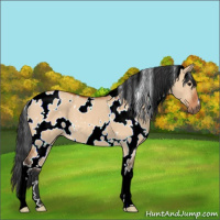Horse Color:White Spotted Bay Dun 
