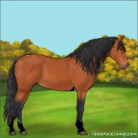 Horse Color:Bay Tobiano 