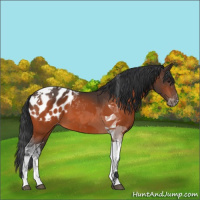 Horse Color:Brown Tobiano Appaloosa 