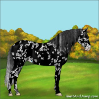 Horse Color:White Spotted Black Appaloosa 