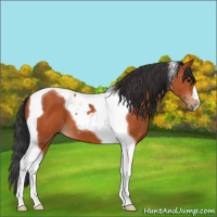 Horse Color:Bay Tobiano