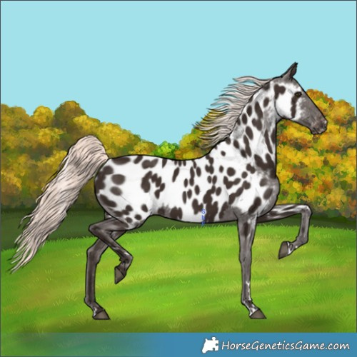 Horse Color:Liver Chestnut Mushroom Appaloosa 
