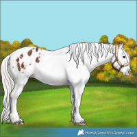 Horse Color:Silver Bay Tobiano Snowflake Varnish 