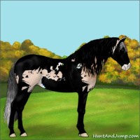 Horse Color:Bay Dun Splash Tobiano 