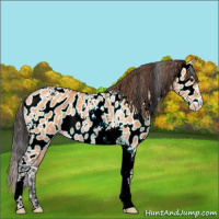 Horse Color:Bay Dun Sabino Tobiano Leopard 