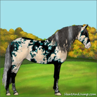 Horse Color:Bay Dun Sabino Splash Tobiano 