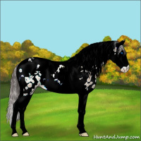 Horse Color:Brown Dun Sabino Splash Tobiano Leopard 