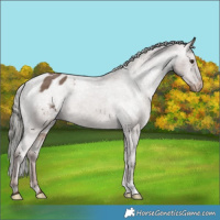 Horse Color:Liver Red Dun Mushroom Appaloosa Brindle