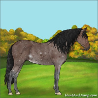 Horse Color:Gray Void Buckskin Roan 