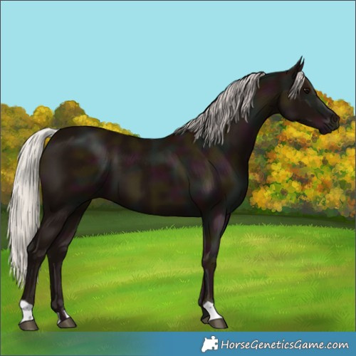 Horse Color:Midnight Silver Black 