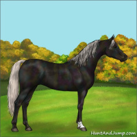 Horse Color:Midnight Silver Black 