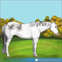 Horse Color:White Spotted Smoky Grullo Splash