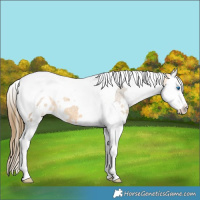 Horse Color:White Spotted Buckskin Splash Tobiano Appaloosa 
