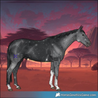 Horse Color:Black Tobiano 