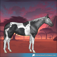 Horse Color:Black Tobiano 