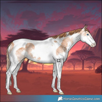 Horse Color:Chestnut Ice Splash Tobiano 