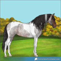 Horse Color:Brown Roan Tobiano 