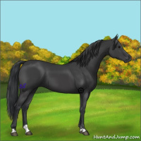 Horse Color:Black Sabino 