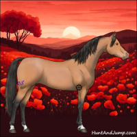 Horse Color:Bay Sabino